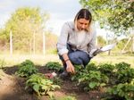 Organic Gardening Guide: Insights into Sustainable Soil, Water, and Crop Management