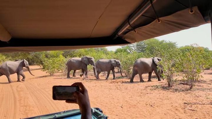 Safari Africa Overview With Game Drives, Nature, and Destination Insights