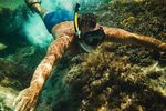 Ecological Kelp Forest Diving Guide With Marine Biodiversity and Diving Resources