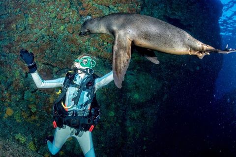 Marine Wildlife Expeditions Information With Wildlife Viewing Tips and Ocean Adventure Details