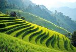 Vietnam Rice Terrace Villages Guide: Regions, Landscapes, Agriculture, Culture and Travel Details