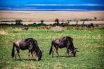Safari Parks in Kenya Review: Wildlife Destinations, Landscapes, Activities and Safari Features