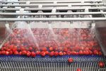 Fruit Cleaning Machine Guide: Technology, Capacity & Applications Explained